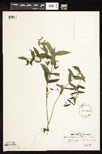 Scutellaria galericulata image