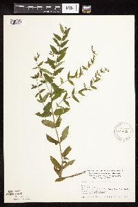 Scutellaria galericulata image