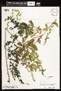 Scutellaria galericulata image