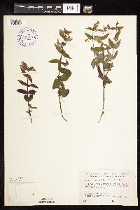 Scutellaria galericulata image