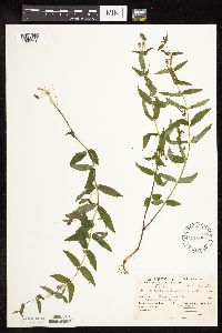 Scutellaria galericulata image