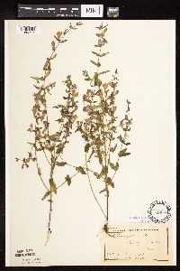 Scutellaria galericulata image