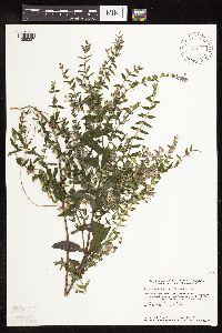 Scutellaria galericulata image