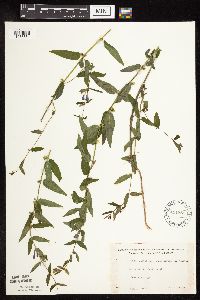 Scutellaria galericulata image