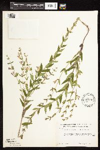 Scutellaria galericulata image