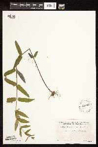Image of Scutellaria galericulata