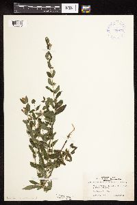 Scutellaria galericulata image