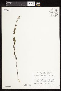 Scutellaria galericulata image