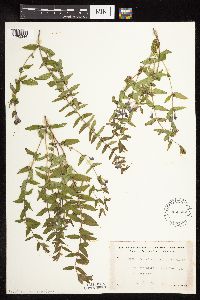 Scutellaria galericulata image