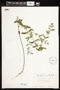 Scutellaria galericulata image