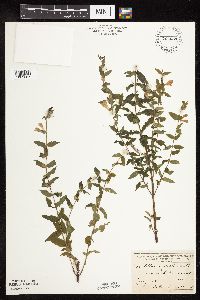 Scutellaria galericulata image