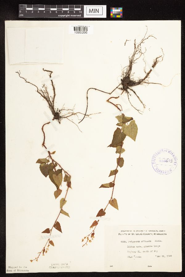 Fallopia cilinodis image