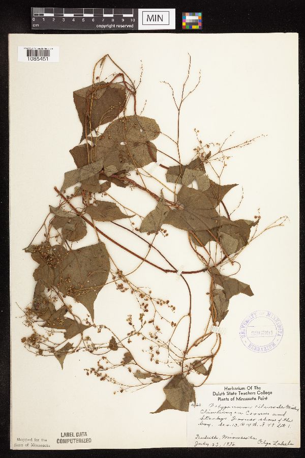 Fallopia cilinodis image