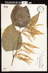 Fallopia japonica var. japonica image