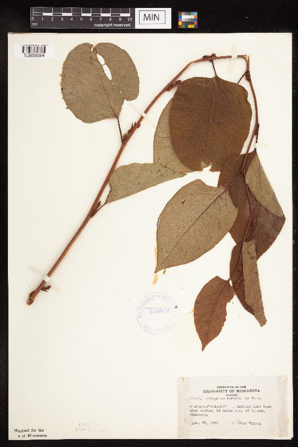 Fallopia japonica var. japonica image