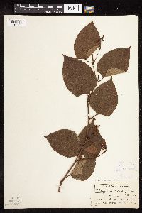 Fallopia japonica var. japonica image