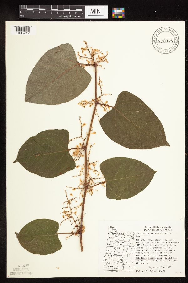 Fallopia japonica image