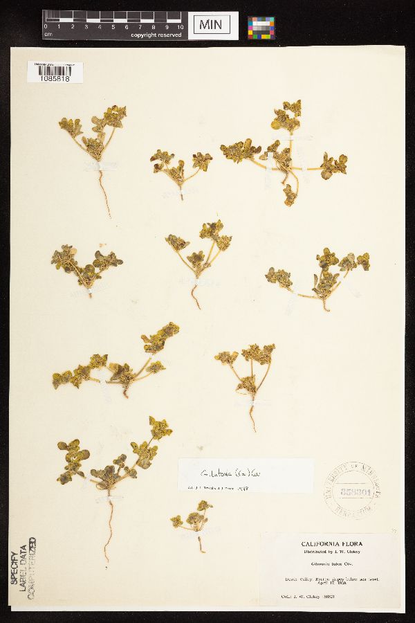 Gilmania luteola image