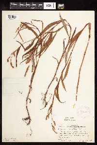 Persicaria lapathifolia image