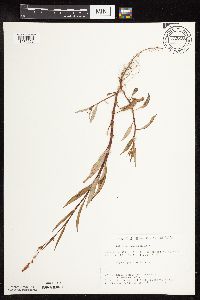 Persicaria lapathifolia image