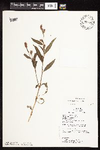 Persicaria maculosa image