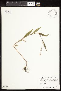 Image of Persicaria maculosa