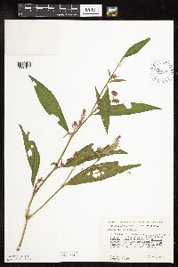 Persicaria maculosa image