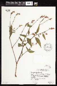 Persicaria pensylvanica image