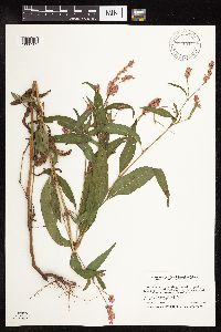 Persicaria pensylvanica image