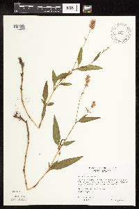 Persicaria pensylvanica image