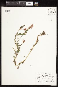 Persicaria pensylvanica image