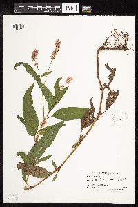 Persicaria pensylvanica image