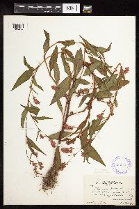 Persicaria pensylvanica image