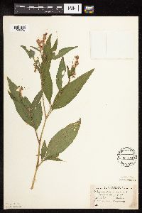 Persicaria pensylvanica image