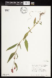 Persicaria pensylvanica image