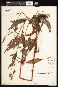 Persicaria pensylvanica image