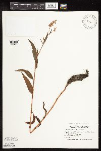 Persicaria pensylvanica image