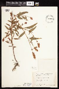 Persicaria pensylvanica image