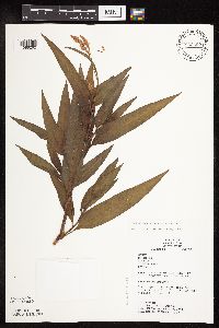 Persicaria pensylvanica image