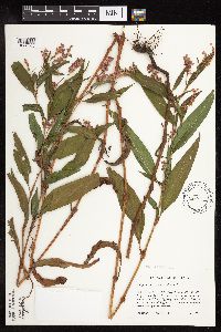 Persicaria pensylvanica image