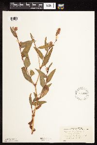 Persicaria pensylvanica image