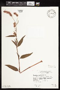 Persicaria pensylvanica image