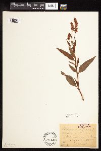 Persicaria pensylvanica image