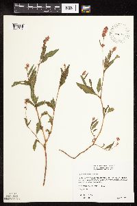 Image of Persicaria pensylvanica