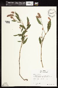 Persicaria pensylvanica image