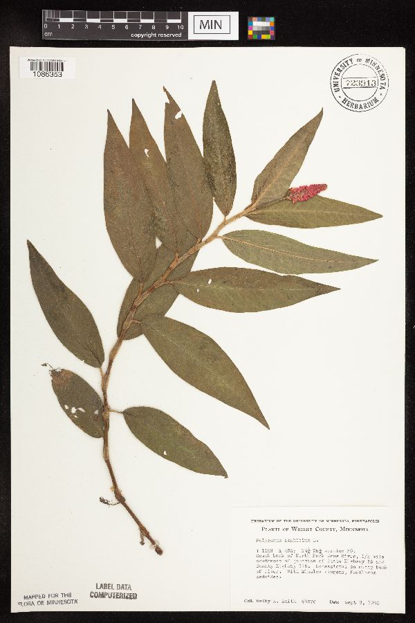 Persicaria amphibia image