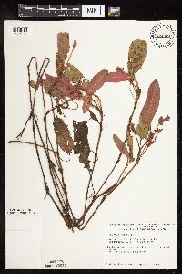 Persicaria amphibia image