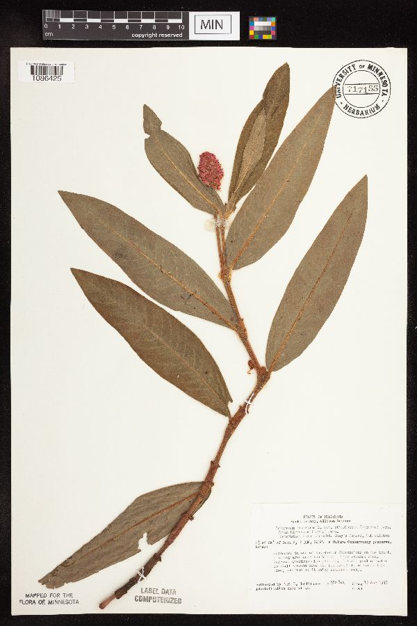 Persicaria amphibia image