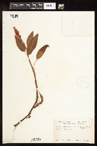 Persicaria amphibia image