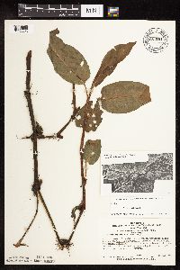 Persicaria amphibia image